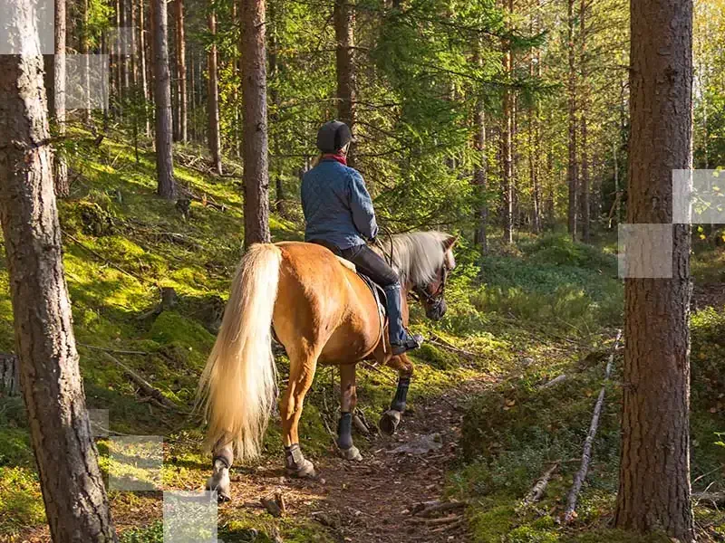 Trekking on horseback might just be the thing for you this year