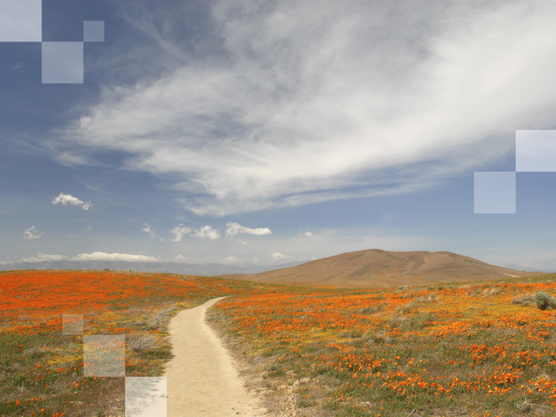 California poppy field in Antelope Valley.