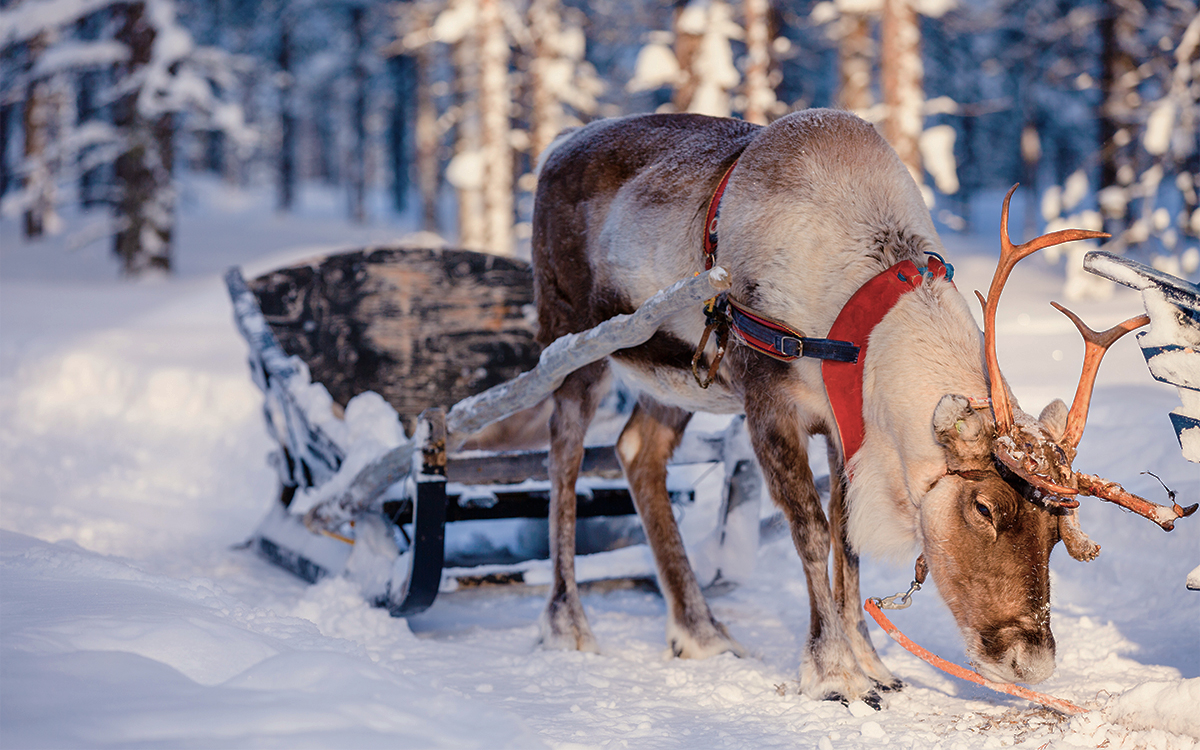 Reindeer Lapland Christmas
