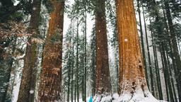 Sequoia National Park holiday rentals