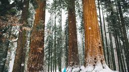 Sequoia National Park hotels