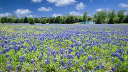 Texas hotels