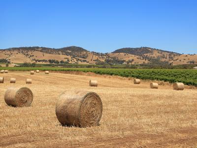 Tanunda