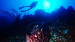 Bimini hotels