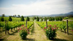Yarra Valley hotels
