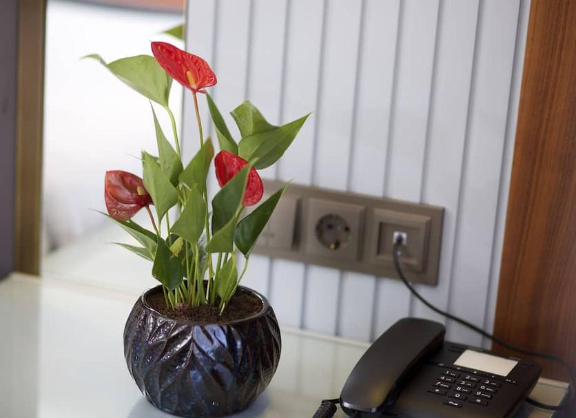 Room amenity Photo